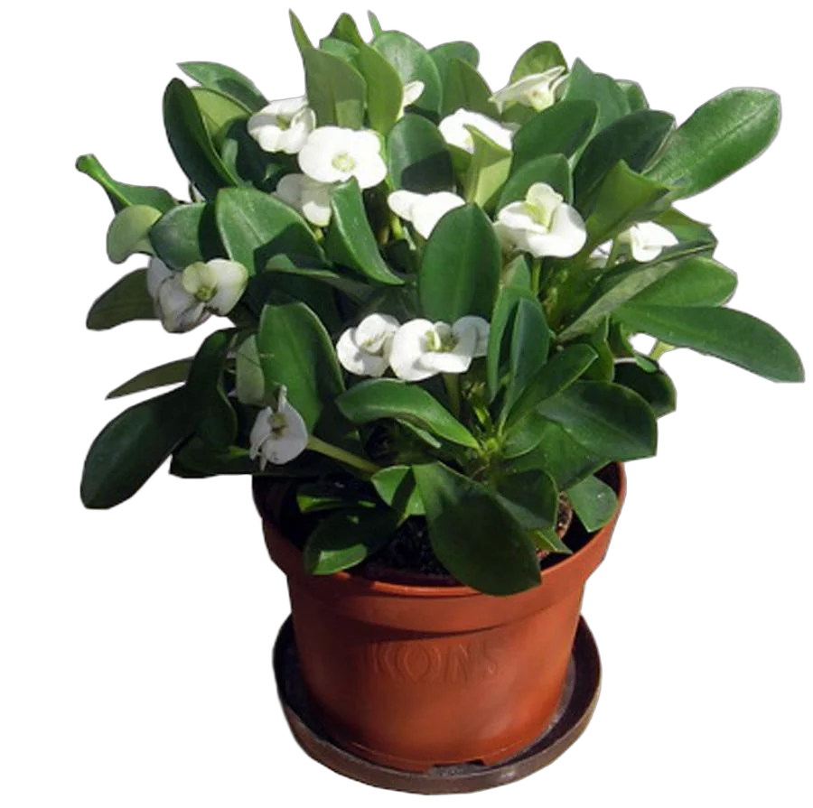 Эуфорбия Миля белая - Euphorbia Milii D12 H25