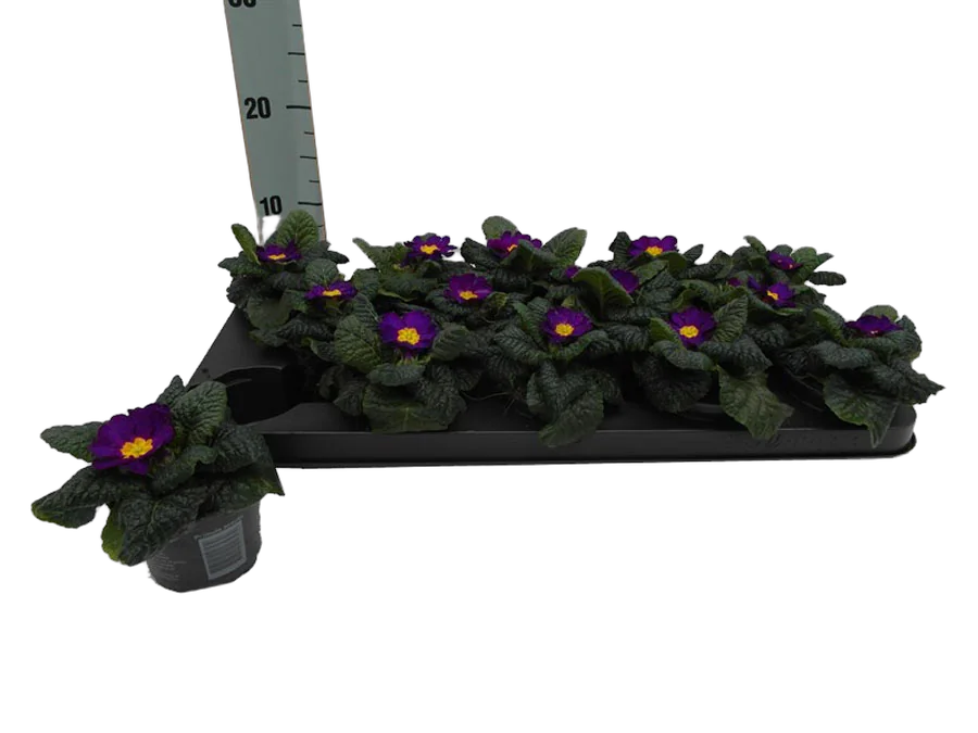 Примула обконика - Primula D9 H14