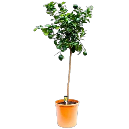 Цитрус Бергамот - Citrus bergamia D46 H180