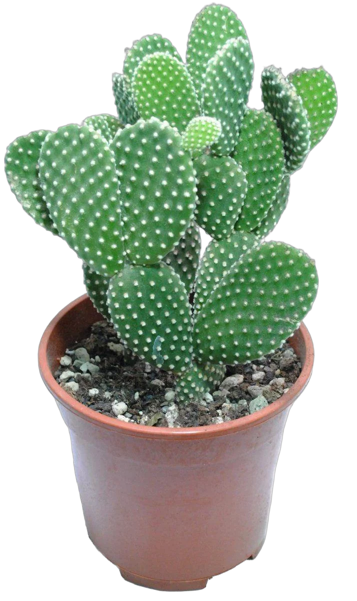 Опунция Микродасус Альбиспина - Opuntia Microdasys Albispina D17 H35