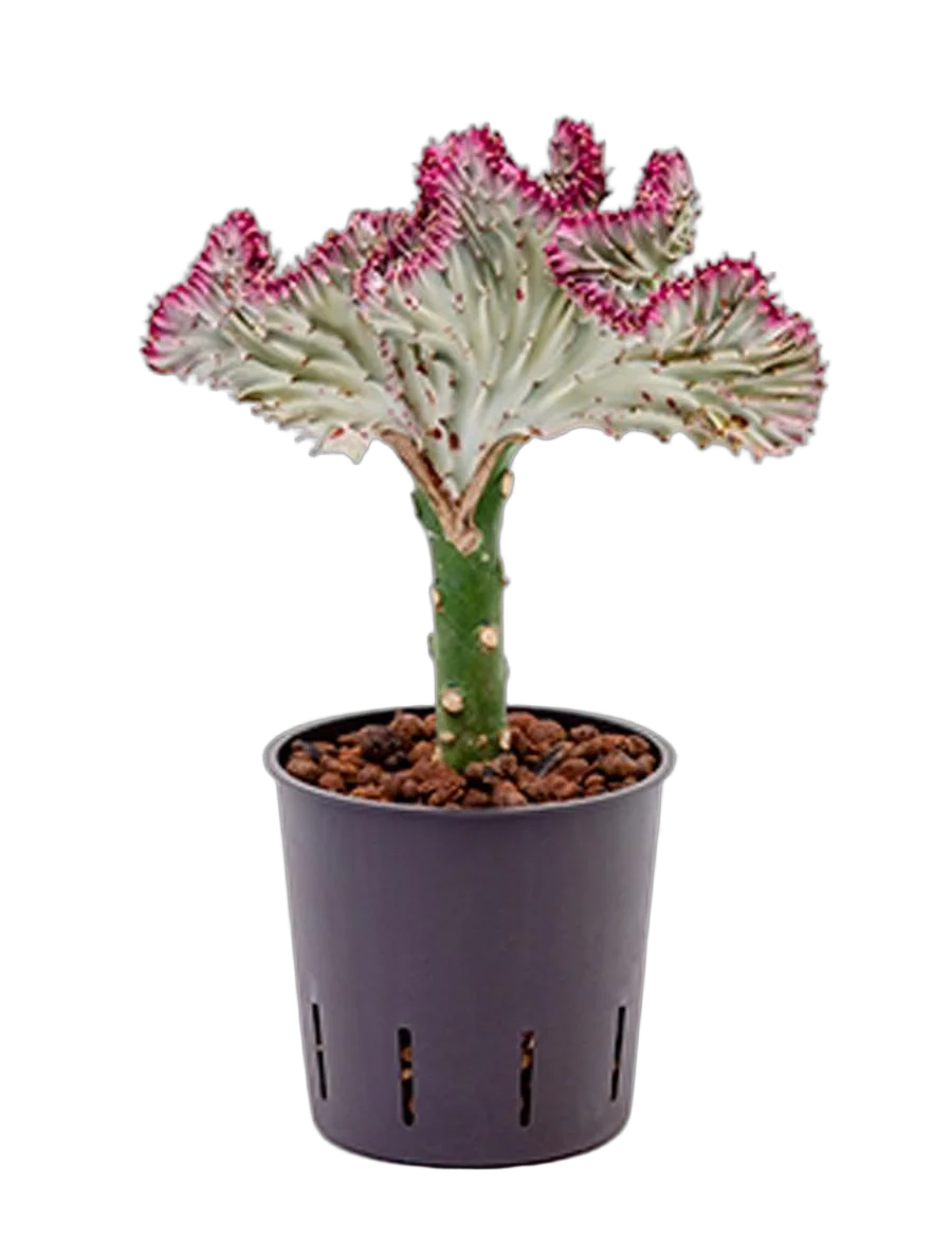 Эуфорбия лактея кристата - Euphorbia lactea forma cristata D12 H30