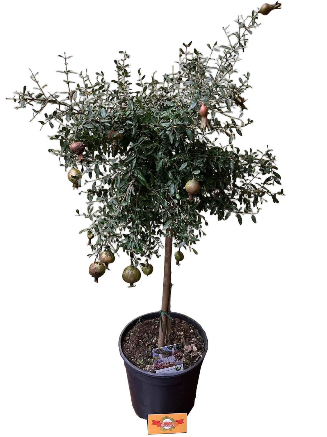 Гранат - Punica granatum Nana D15 H60