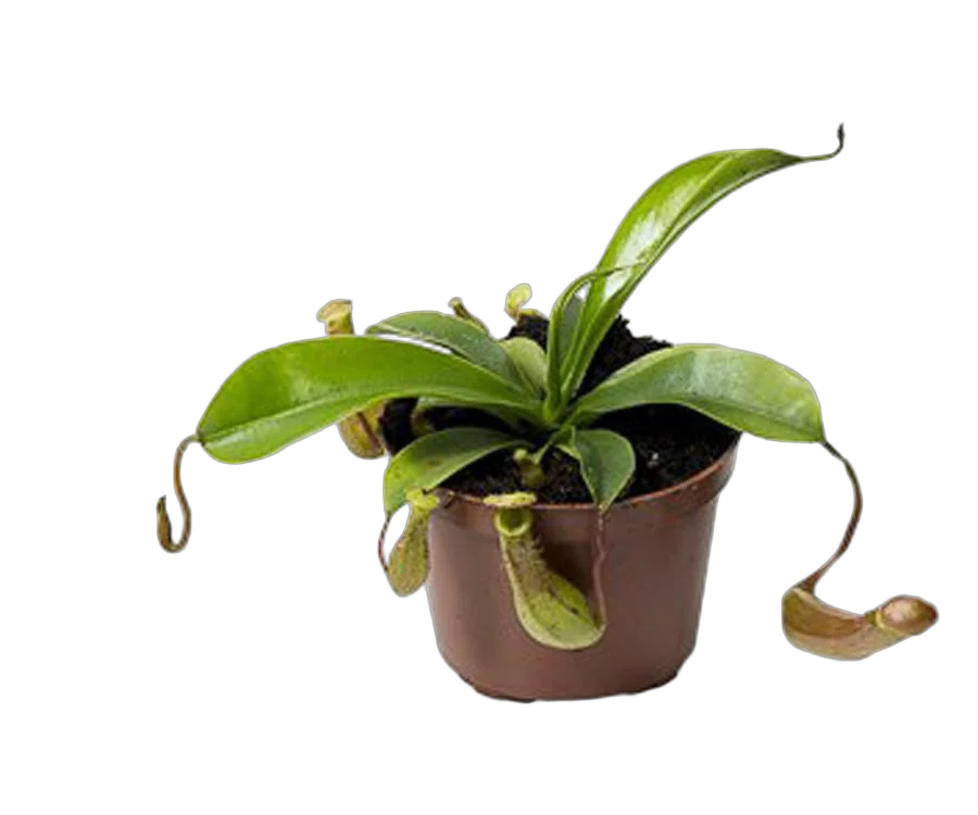 Непентес Ребекка - Nepenthes Rebecca D9 H15