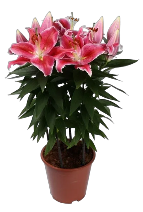 Лилия Азиатская розовая - Lilium Az Pink D20 H40