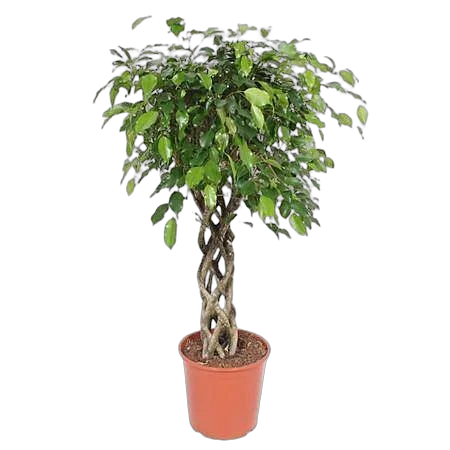 Фикус Бенджамина Даниэль - Ficus Benjamina Danielle D30 H150