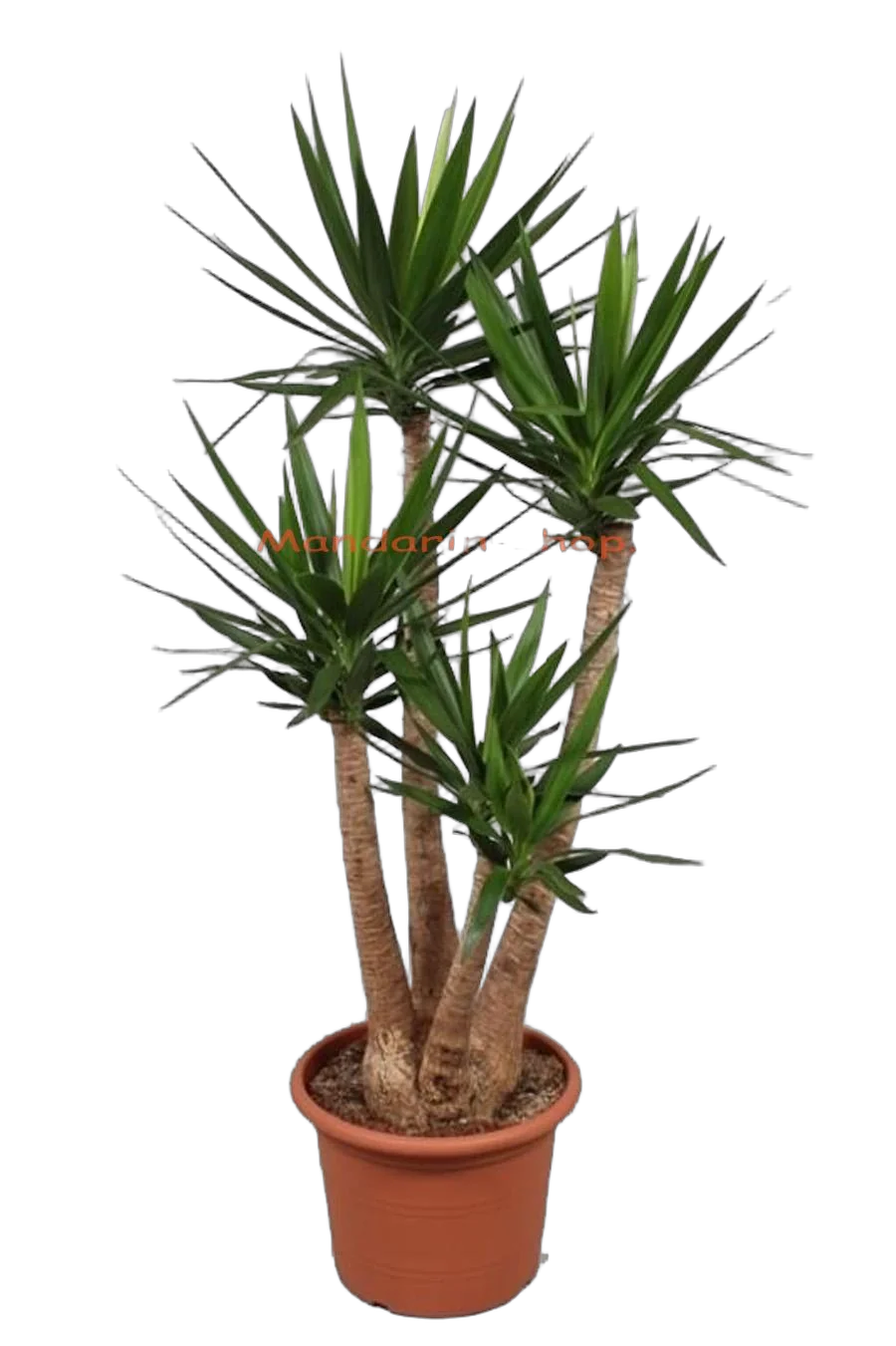 Пальма Юкка слоновая - Yucca elephantipes branched D40 H160