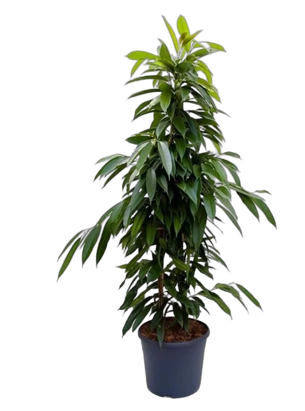 Фикус Биннедика Амстел Кинг куст - Ficus Amstel King D30 H180