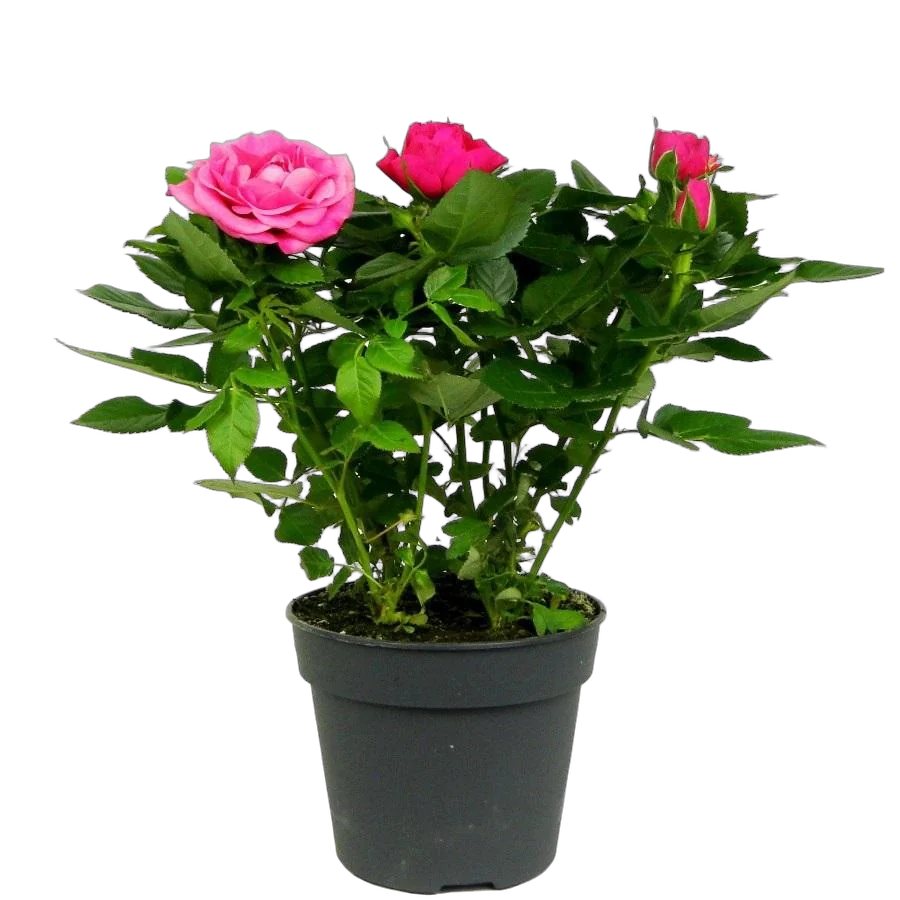 Цветущая Роза розовая - Kerri Parade D10/35