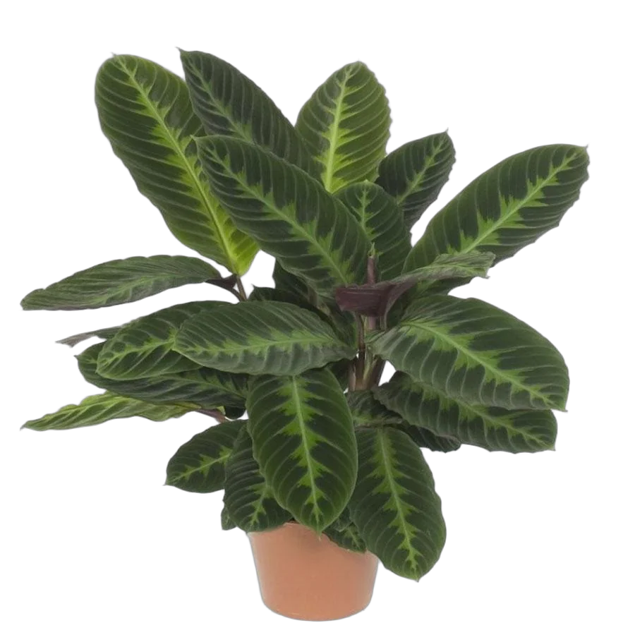 Калатея Варшевича - Calathea warscewiczii D9 H30