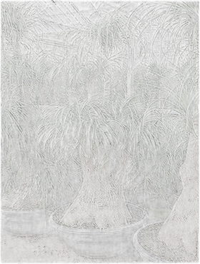 Пальма Нолина D80 H220