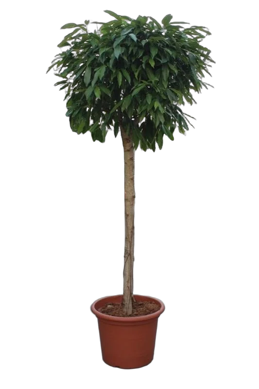 Фикус Биннедика Амстел Кинг штамб - Ficus Amstel King D55 H250