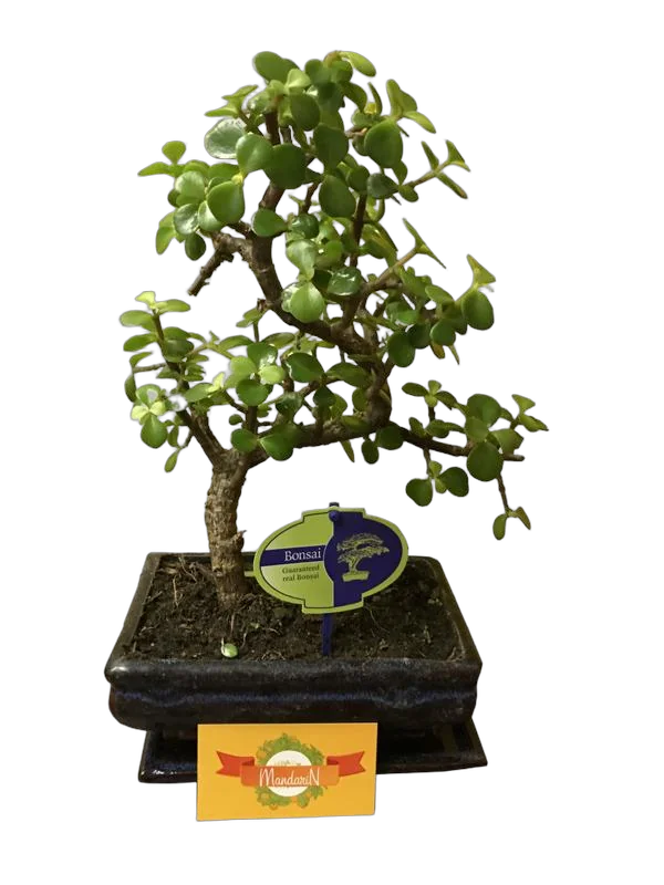 Бонсай Красула (денежное дерево) D25 H35