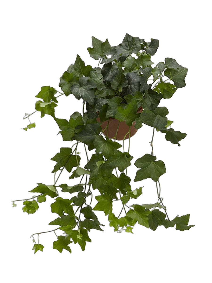 Хедера Бриджит - Hedera helix Brigitte D12 H25