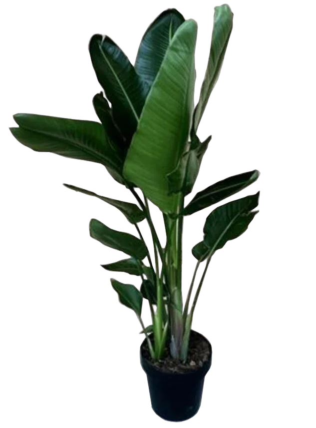 Стрелиция Августа - Strelitzia Augusta 3pp D30 H180