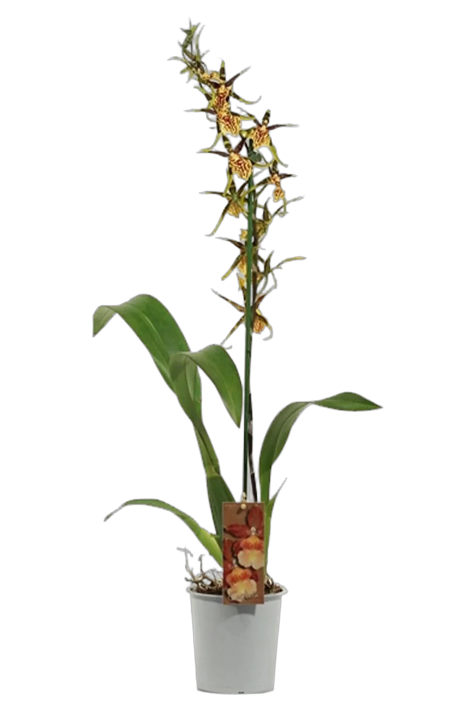 Камбрия 1 цветонос - Cambria mystic Maze D12 H60