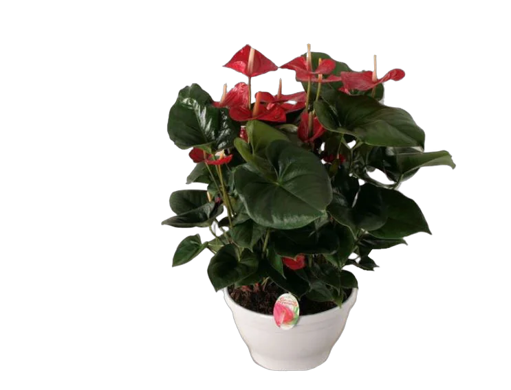 Антуриум Андреанум Алабама - Anthurium Alabama красный D30 H70
