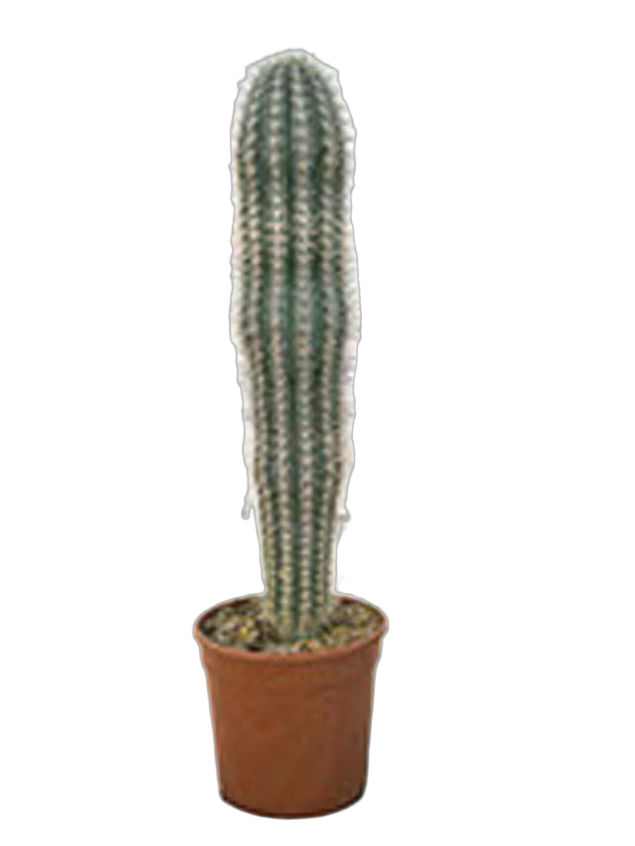 Пахицереус Прингля - Pachycereus pringlei D30 H100