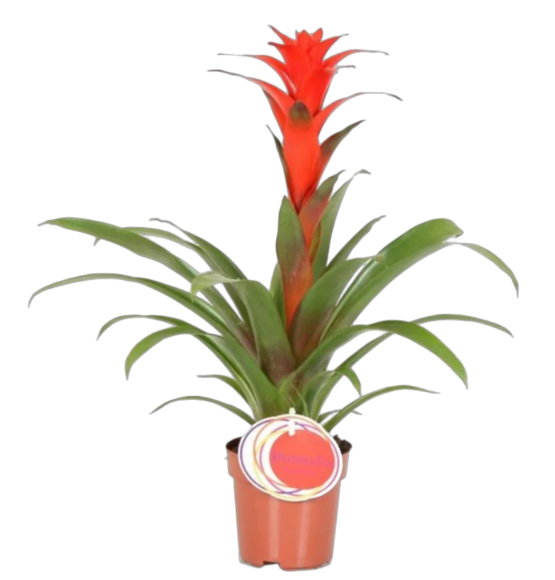 Гусмания красная - Guzmania Catherine D12 H50