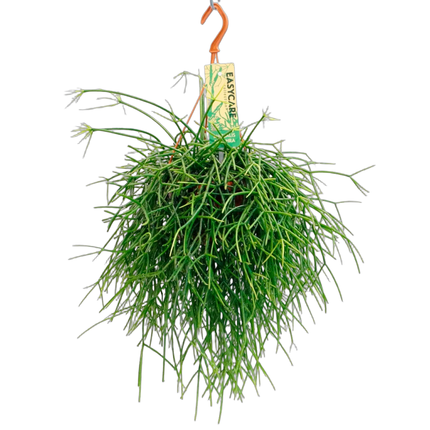 Рипсалис Кассута подвесной - Rhipsalis cassutha hanging D15 H30