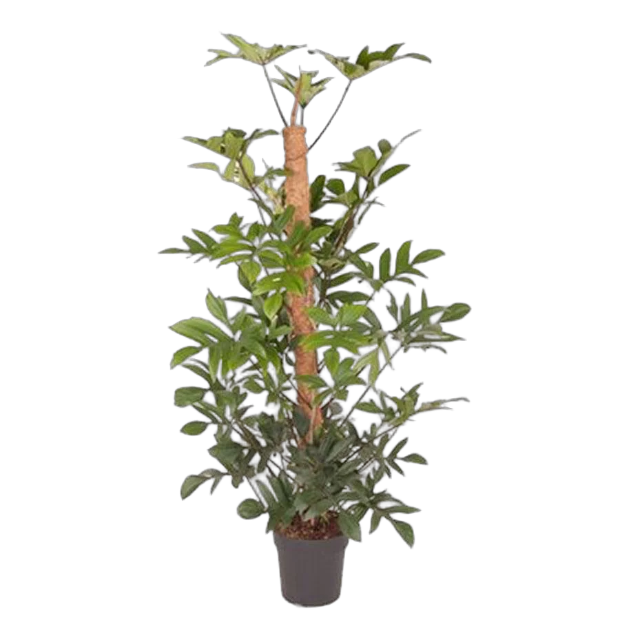 Филодендрон стоповидный - Philodendron Pedatum D27 H160