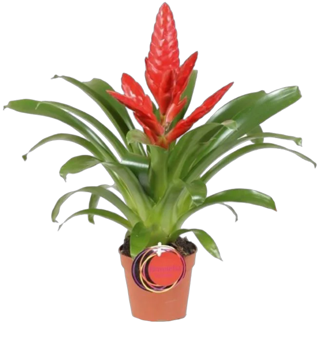 Фризея Erika красная - Vriesea Erika D12 H45