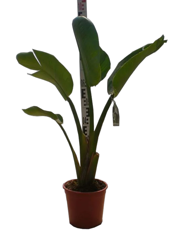 Стрелиция августа - Strelitzia Augusta D32 H190