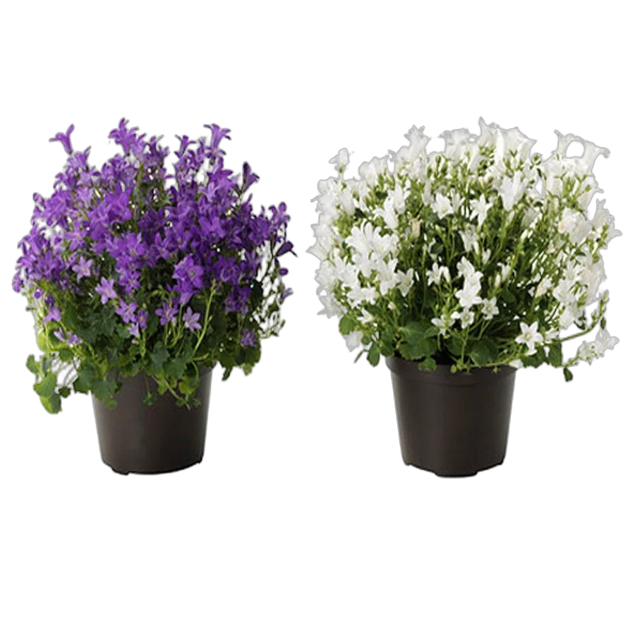 Кампанула Гет Ми пурпурная + белая - Campanula D11 H15