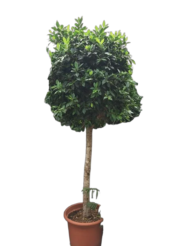 Фикус Бенджамина Нитида штамб - Ficus benjamina Nitida D55 H250