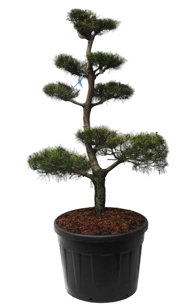 Бонсай Сосна - Bonsai - Pinus contorta D65 H140