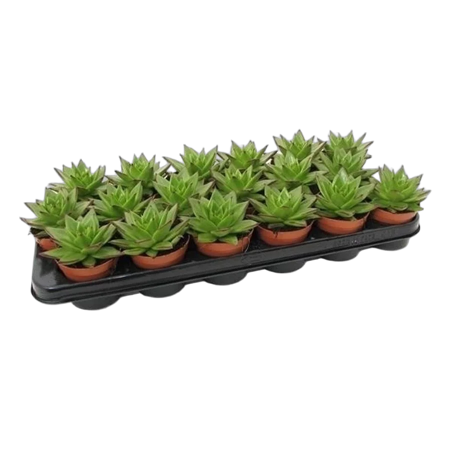 Эхеверия агавоидес Эбони - Echeveria agavoides Ebony D5 H12