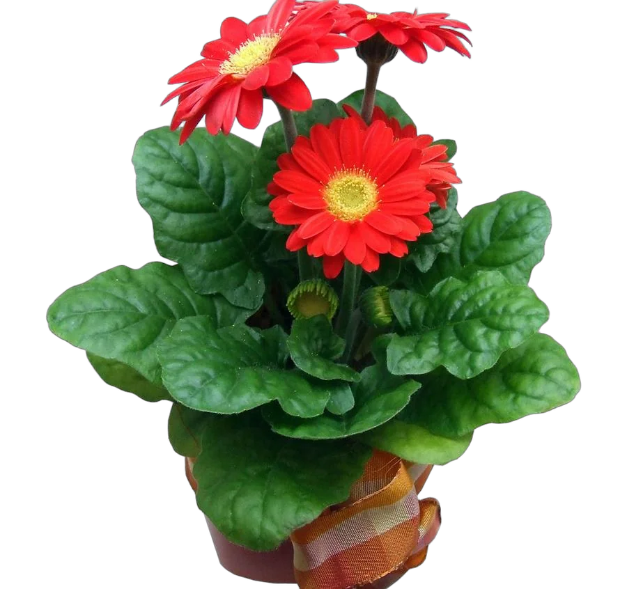 Гербера красная - Gerbera D12 H35