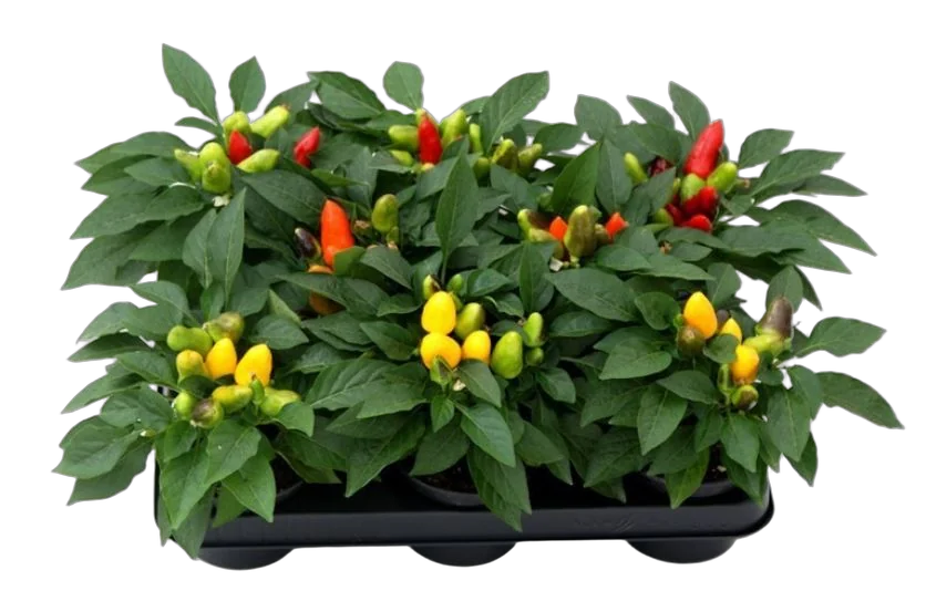 Капсикум - Capsicum D10 H18