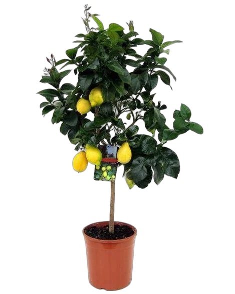 Лимонное дерево - Citrus limon D24 H110