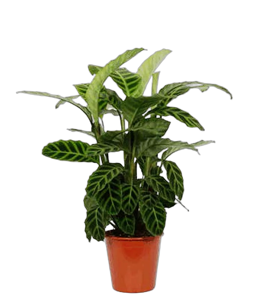 Калатея зебровидная - Calathea zebrina D14  H45