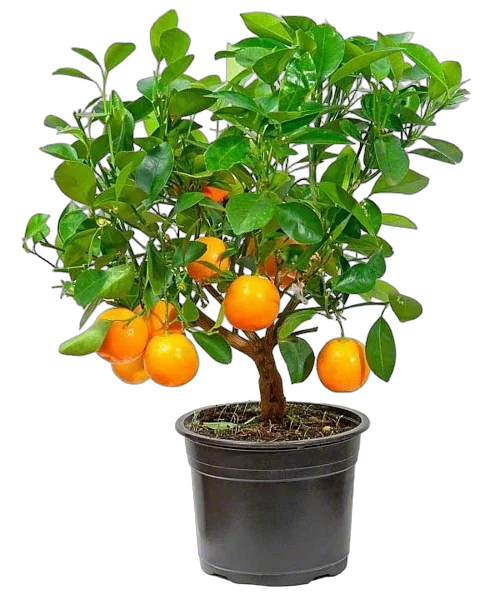 Мандариновое дерево 35 см
