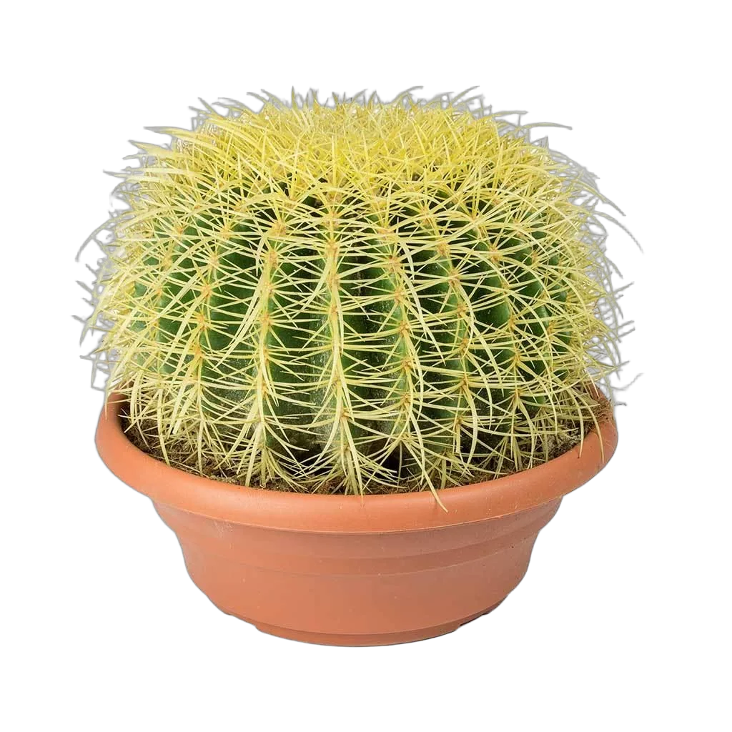 Эхинокактус Грузони - Echinocactus grusonii D27 H30
