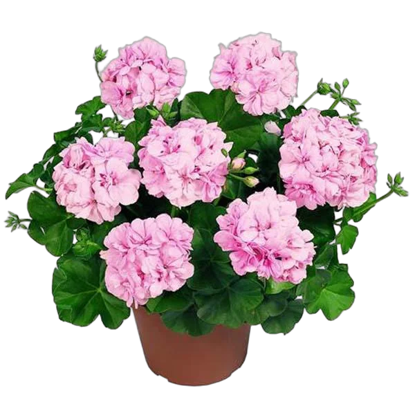 Герань (пеларгония) розовая - Pelargonium D12 H25