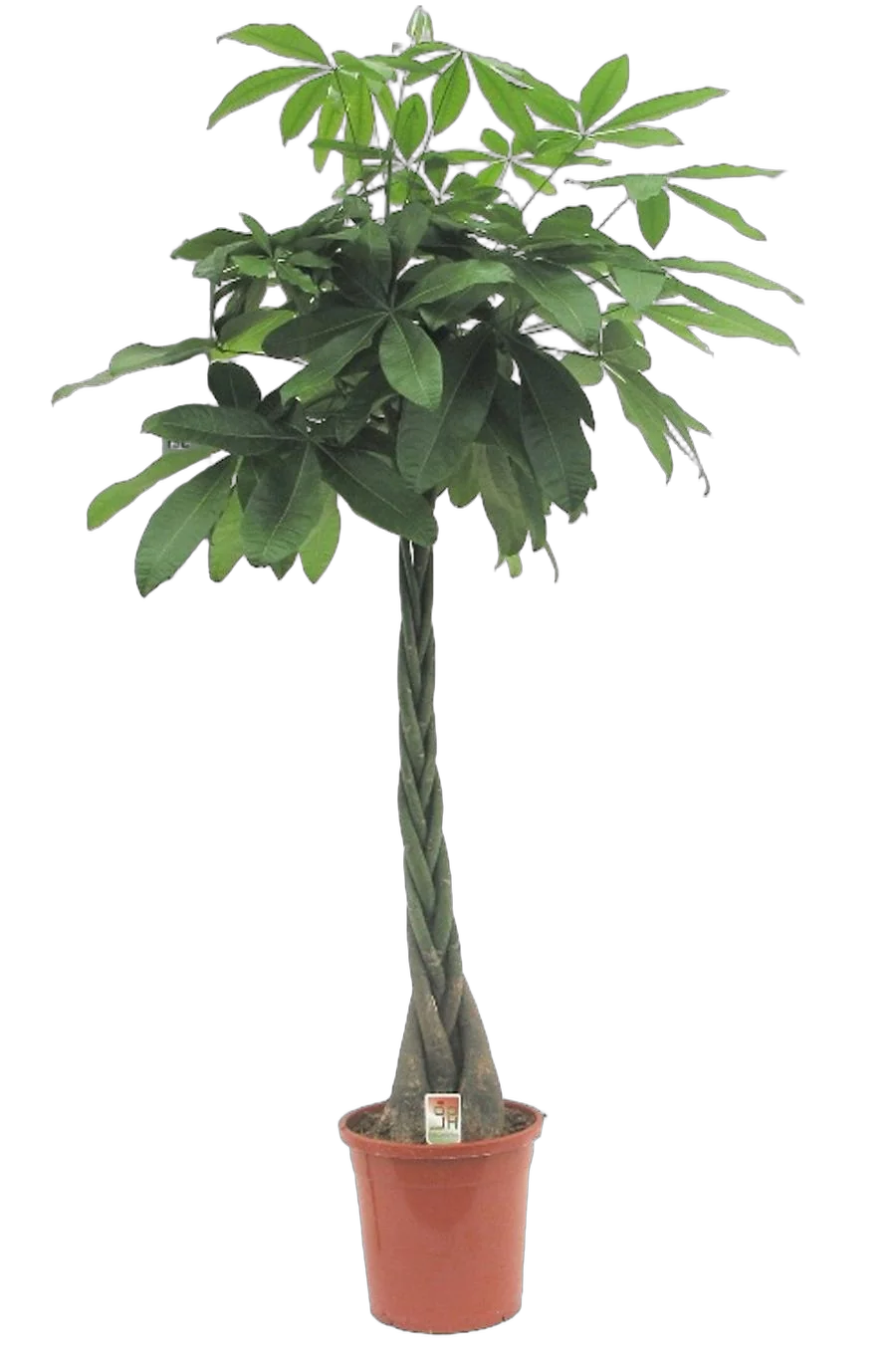 Пахира Акватика - Pachira D40 H200