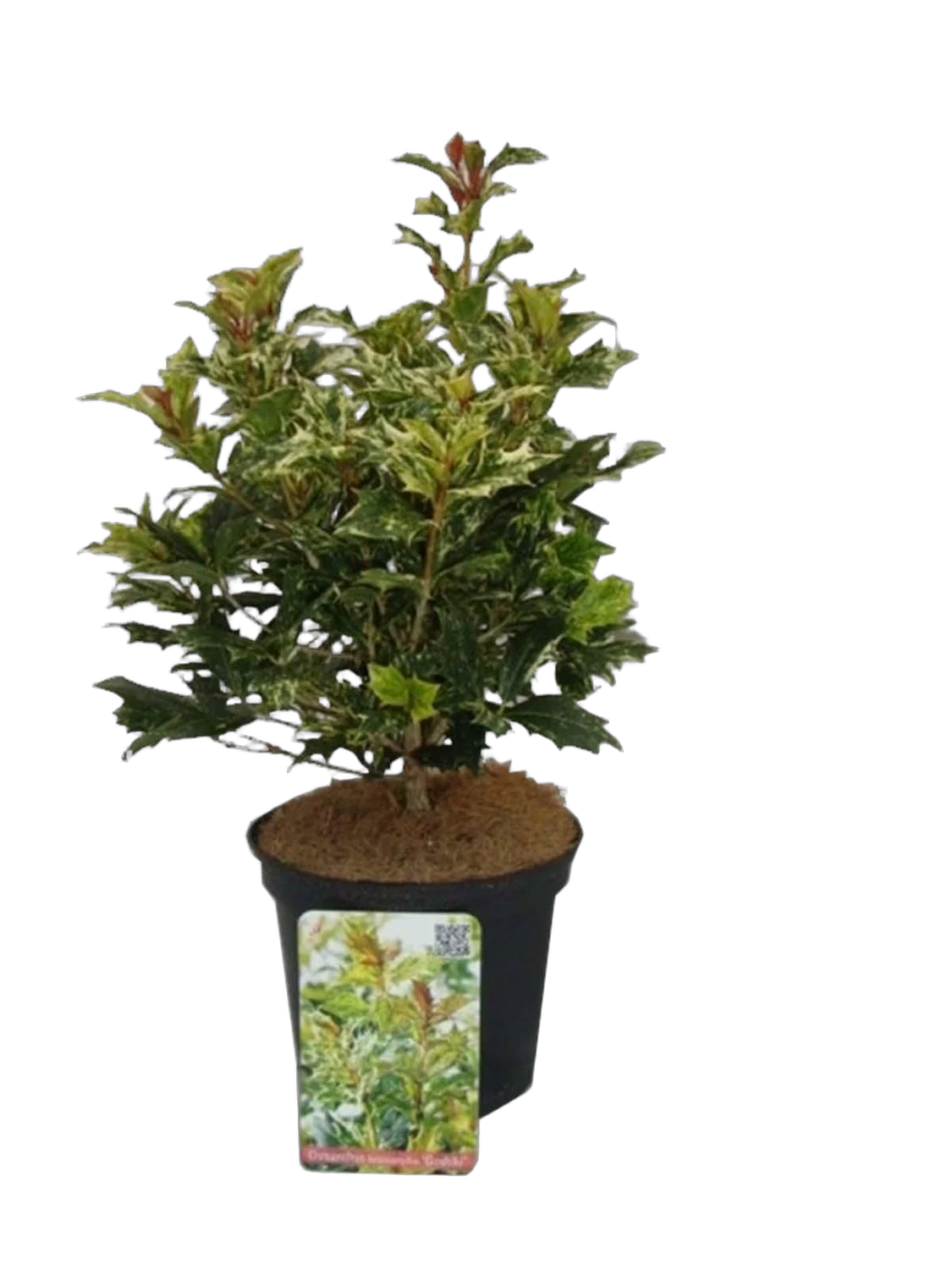 Османтус разнолистный Гошики - Osmanthus heterophyllus Goshiki D17 H35