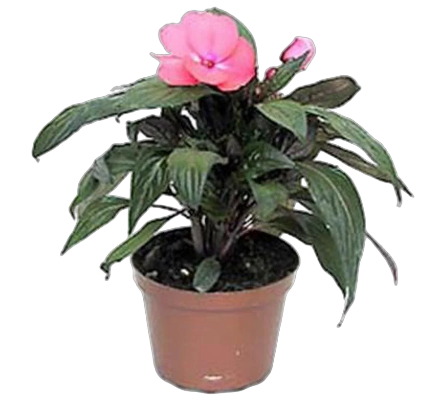 Бальзамин (Импатиенс) - Balsaminaceae D10 H20