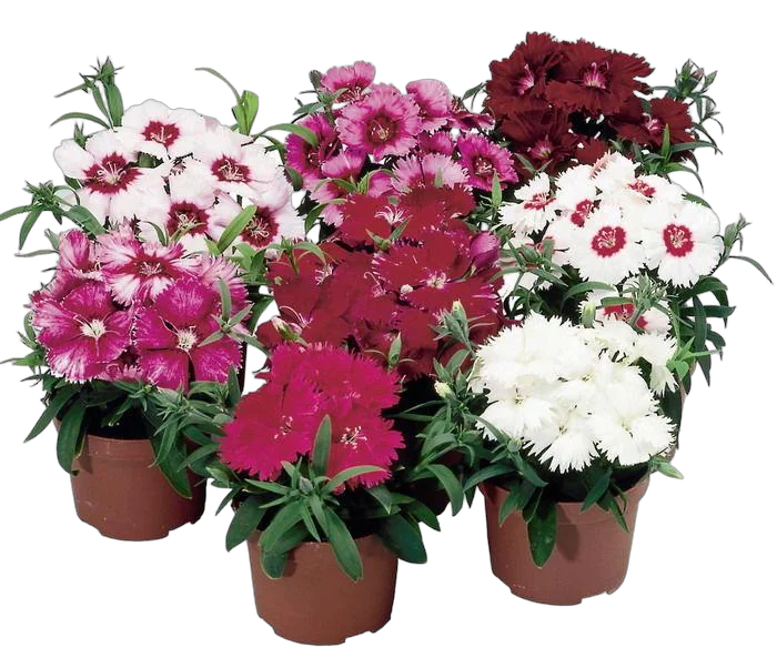 Гвоздика микс - Dianthus D9 H15