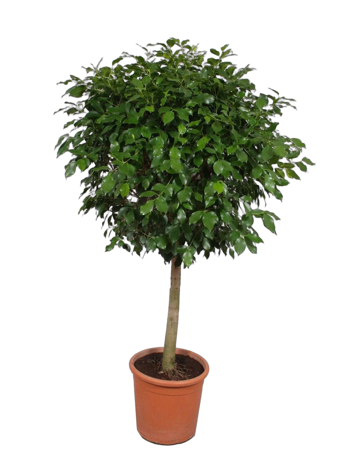 Фикус Бенджамина Экзотика штамб - Ficus benjamina Exotica D30 H200