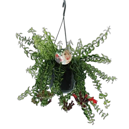 Эсхинантус Твистер - Aeschynanthus D15 H30