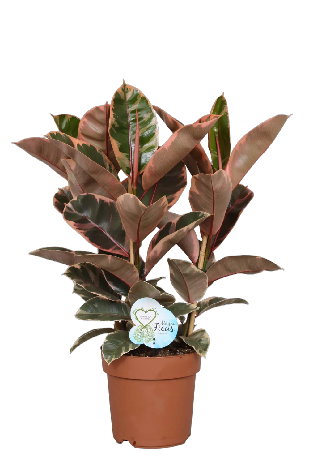 Фикус Эластика Белиз - Ficus Belize D30 H90