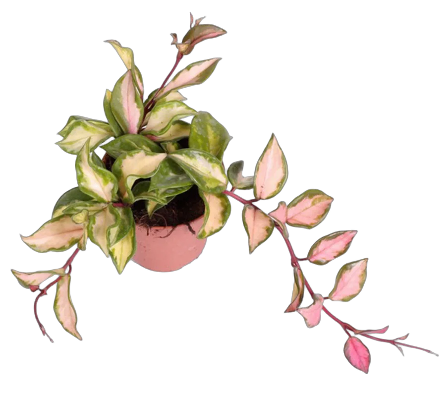 Хойя карноза - Hoya carnosa Tricolor D15 H25