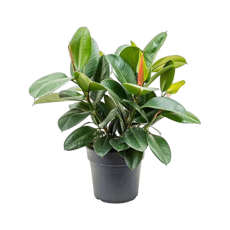 Фикус эластика Робуста - Ficus elastica Robusta D21 H60