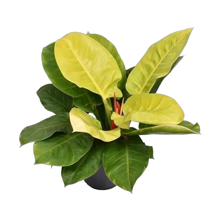 Филодендрон Мунлайт - Philodendron Moonlight D24 H65