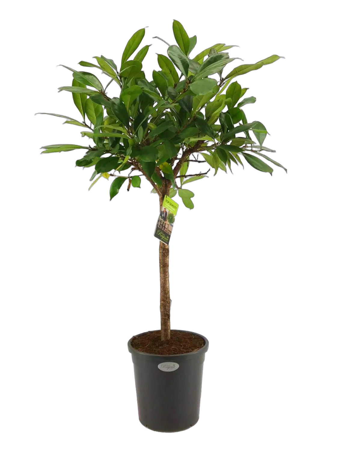 Фикус Циатистипула штамб - Ficus cyathistipula D31 H140