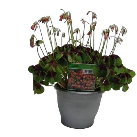 Кислица розовая - Oxalis Tetraphylla Iron Cross D17 H30