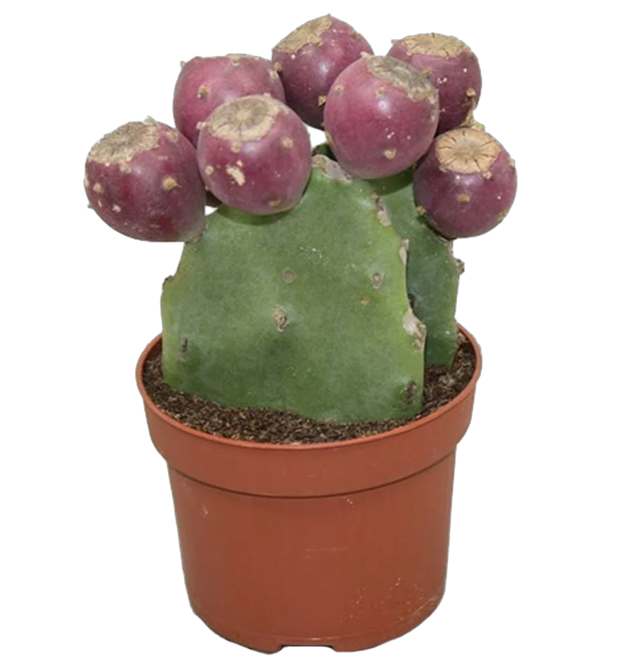 Опунция Инжирная (Индийская) - Opuntia Ficus-indica D10 H25